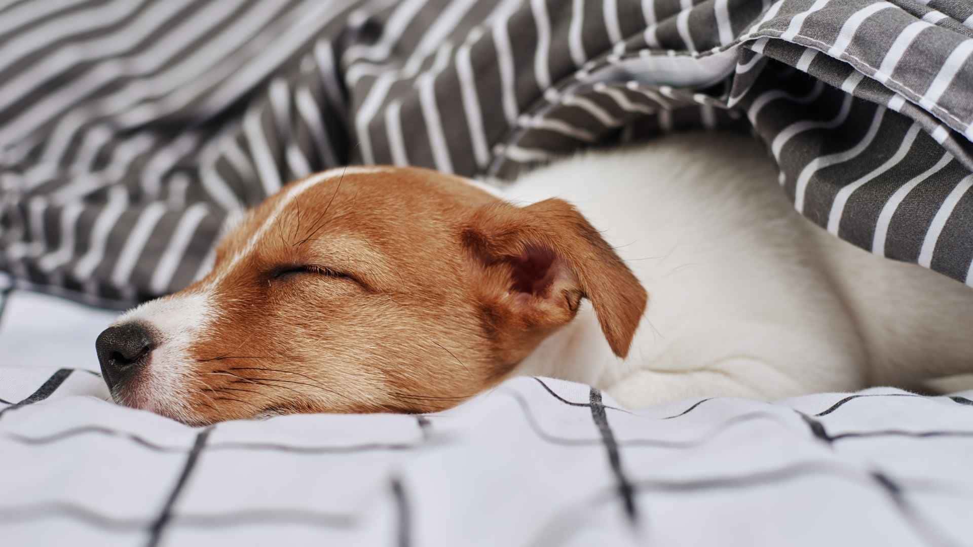 Perro relajado por la valeriana
